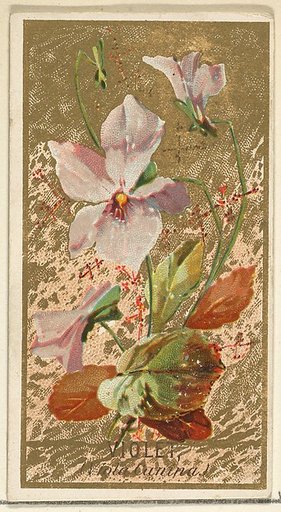 Violet (Viola Canina), from the Flowers series for Old Judge Cigarettes