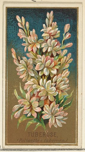 Tuberose (Pollanthes tuberosa), from the Flowers series for Old Judge Cigarettes