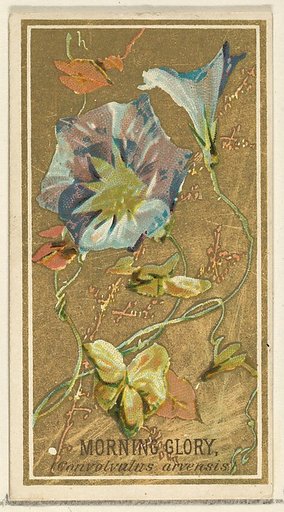 Morning Glory (Convolvalus arrensis), from the Flowers series for Old Judge Cigarettes