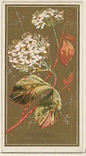 Snowball (Viburnum Oputus), from the Flowers series for Old Judge Cigarettes