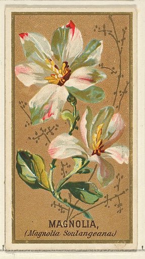 Magnolia (Magnolia Soulangeana), from the Flowers series for Old Judge Cigarettes