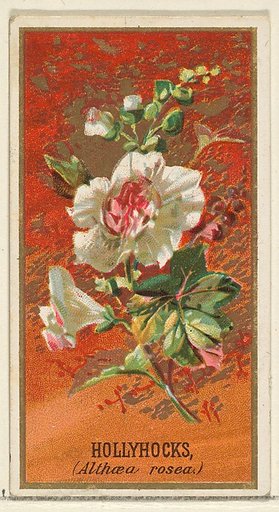 Hollyhocks (Althea rosea), from the Flowers series for Old Judge Cigarettes
