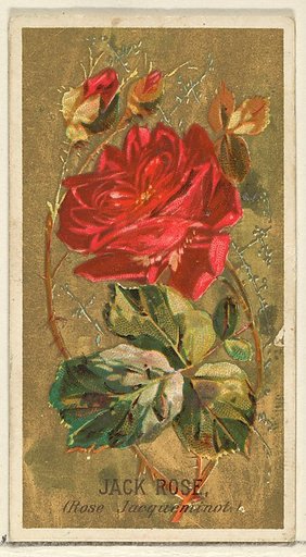 Jack Rose (Rose Jacqueminot), from the Flowers series for Old Judge Cigarettes