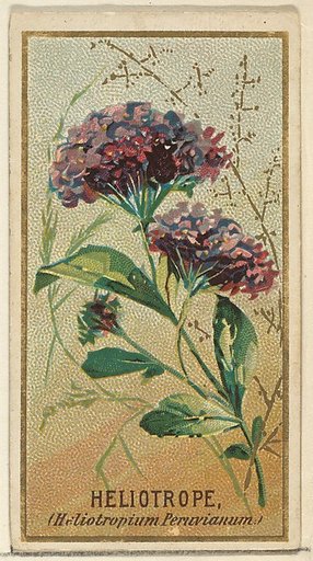 Heliotrope (Heliotropium Peruvianum), from the Flowers series for Old Judge Cigarettes