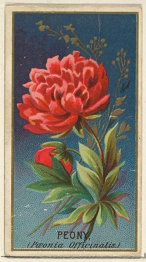 Peony (Paeonia Officinatis), from the Flowers series for Old Judge Cigarettes