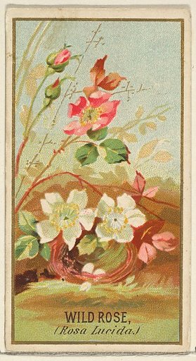 Wild Rose (Rosa Lucida), from the Flowers series for Old Judge Cigarettes