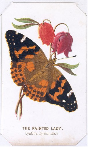 The Painted Lady, from "The Butterflies and Moths of America" Part 2