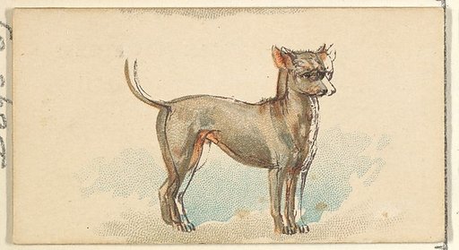 Mexican Hairless, from the Dogs of the World series for Old Judge Cigarettes
