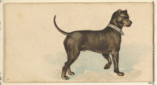 German Mastiff, from the Dogs of the World series for Old Judge Cigarettes