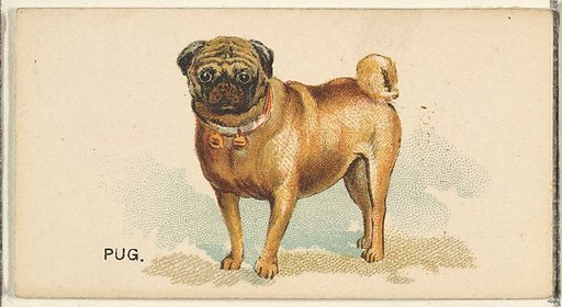 Pug, from the Dogs of the World series for Old Judge Cigarettes