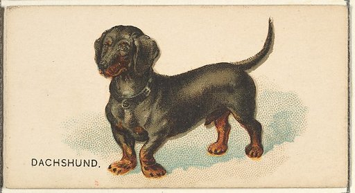 Dachshund, from the Dogs of the World series for Old Judge Cigarettes