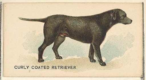 Curly Coated Retriever, from the Dogs of the World series for Old Judge Cigarettes