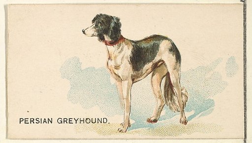 Persian Greyhound, from the Dogs of the World series for Old Judge Cigarettes