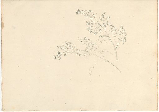 Tree branches (Smaller Italian sketchbook, leaf 30 recto)