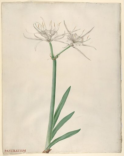Pancratium (American narcissus)