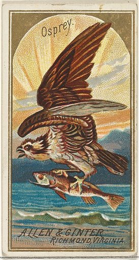Osprey, from the Birds of America series (N4) for Allen & Ginter Cigarettes Brands