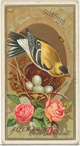Goldfinch, from the Birds of America series (N4) for Allen & Ginter Cigarettes Brands