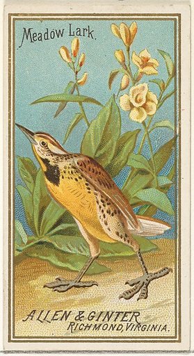 Meadow Lark, from the Birds of America series (N4) for Allen & Ginter Cigarettes Brands