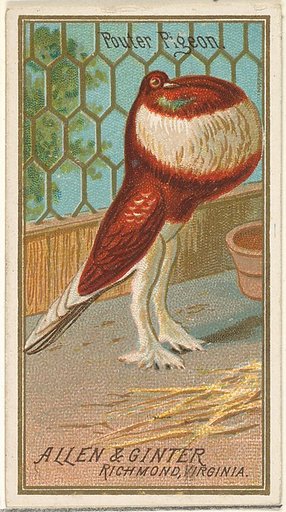 Pouter Pigeon, from the Birds of America series (N4) for Allen & Ginter Cigarettes Brands