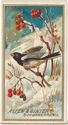 Snow Bird, from the Birds of America series (N4) for Allen & Ginter Cigarettes Brands