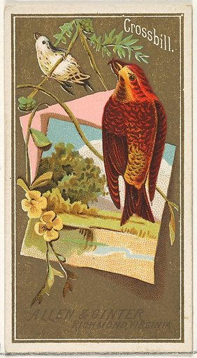 Crossbill, from the Birds of America series (N4) for Allen & Ginter Cigarettes Brands