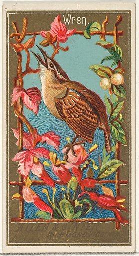 Wren, from the Birds of America series (N4) for Allen & Ginter Cigarettes Brands