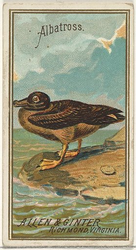 Albatross, from the Birds of America series (N4) for Allen & Ginter Cigarettes Brands