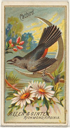 Catbird, from the Birds of America series (N4) for Allen & Ginter Cigarettes Brands