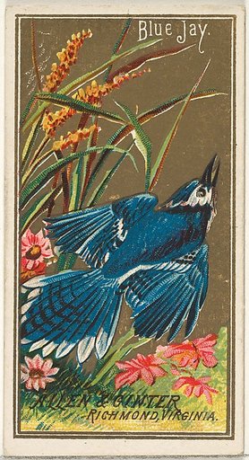 Blue Jay, from the Birds of America series (N4) for Allen & Ginter Cigarettes Brands