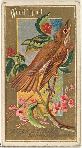 Wood Thrush, from the Birds of America series (N4) for Allen & Ginter Cigarettes Brands