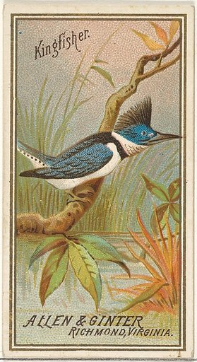 Kingfisher, from the Birds of America series (N4) for Allen & Ginter Cigarettes Brands