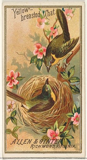 Yellow-breasted Chat, from the Birds of America series (N4) for Allen & Ginter Cigarettes Brands