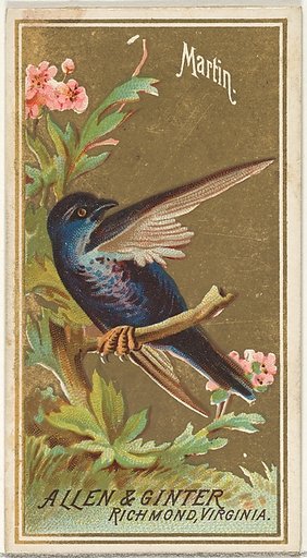 Martin, from the Birds of America series (N4) for Allen & Ginter Cigarettes Brands