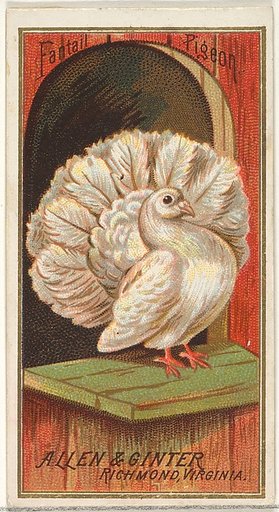 Fantail Pigeon, from the Birds of America series (N4) for Allen & Ginter Cigarettes Brands