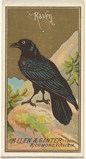 Raven, from the Birds of America series (N4) for Allen & Ginter Cigarettes Brands
