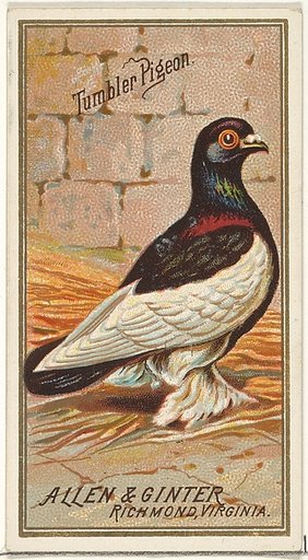 Tumbler Pigeon, from the Birds of America series (N4) for Allen & Ginter Cigarettes Brands