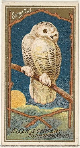 Snowy Owl, from the Birds of America series (N4) for Allen & Ginter Cigarettes Brands
