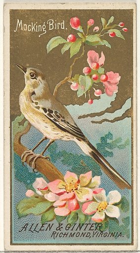 Mockingbird, from the Birds of America series (N4) for Allen & Ginter Cigarettes Brands