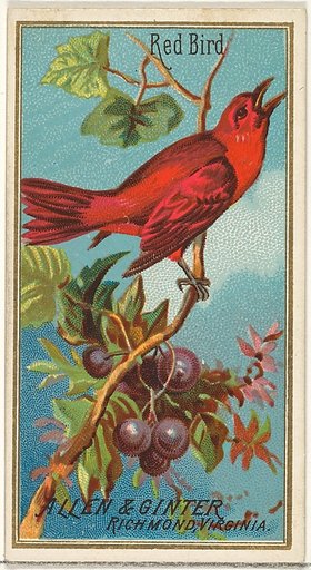 Red Bird, from the Birds of America series (N4) for Allen & Ginter Cigarettes Brands