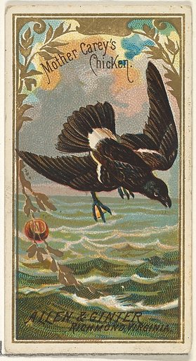 Mother Carey's Chicken, from the Birds of America series (N4) for Allen & Ginter Cigarettes Brands