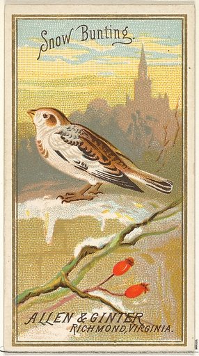 Snow Bunting, from the Birds of America series (N4) for Allen & Ginter Cigarettes Brands
