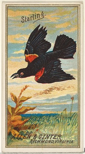 Starling, from the Birds of America series (N4) for Allen & Ginter Cigarettes Brands