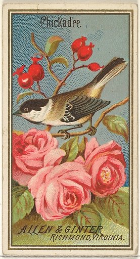 Chickadee, from the Birds of America series (N4) for Allen & Ginter Cigarettes Brands