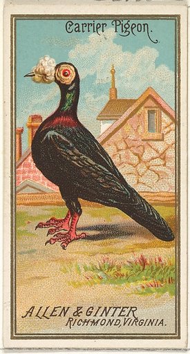 Carrier Pigeon, from the Birds of America series (N4) for Allen & Ginter Cigarettes Brands