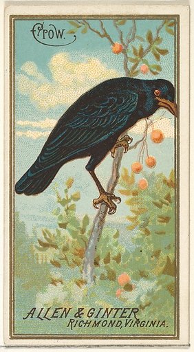 Crow, from the Birds of America series (N4) for Allen & Ginter Cigarettes Brands