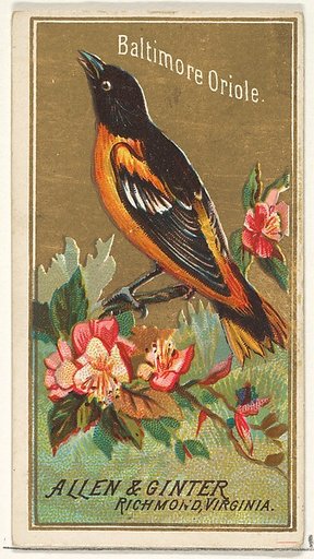 Baltimore Oriole, from the Birds of America series (N4) for Allen & Ginter Cigarettes Brands