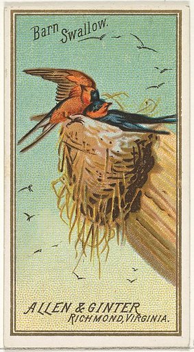 Barn Swallow, from the Birds of America series (N4) for Allen & Ginter Cigarettes Brands
