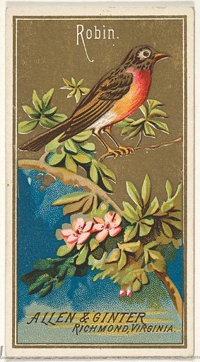 Robin, from the Birds of America series (N4) for Allen & Ginter Cigarettes Brands