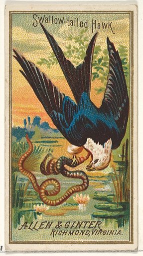 Swallow-tailed Hawk, from the Birds of America series (N4) for Allen & Ginter Cigarettes Brands