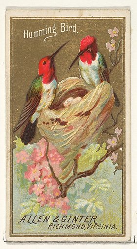 Hummingbird, from the Birds of America series (N4) for Allen & Ginter Cigarettes Brands